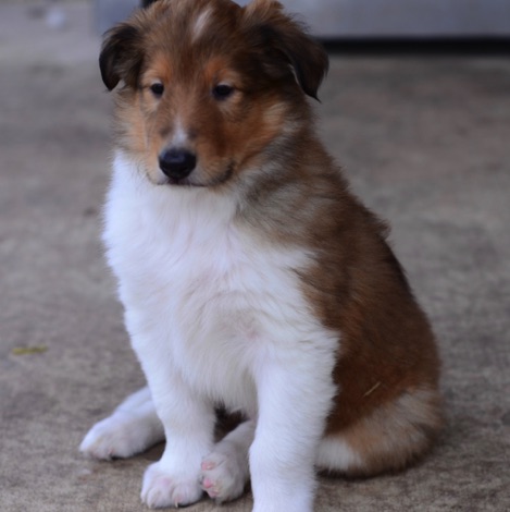Bear jxd 2017PUP_3276.jpg